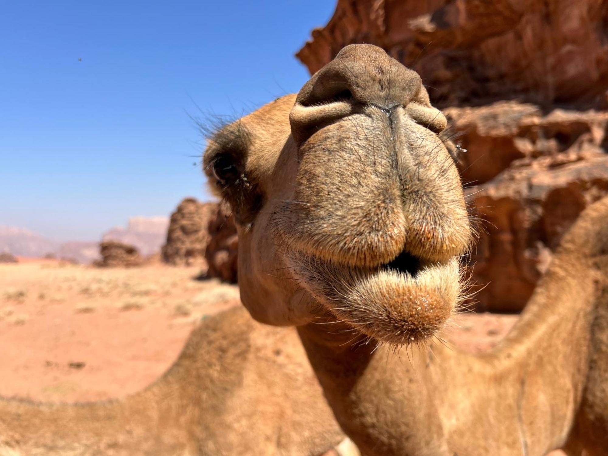 ホテル Salameh'S Bedouin Camp ワディ ・ラム エクステリア 写真